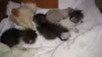 ADOÇÃO