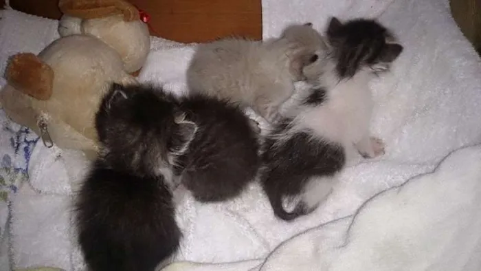 Gato ra a  idade Abaixo de 2 meses nome ADOÇÃO