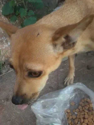 Cachorro raça vira lata idade  nome cokie