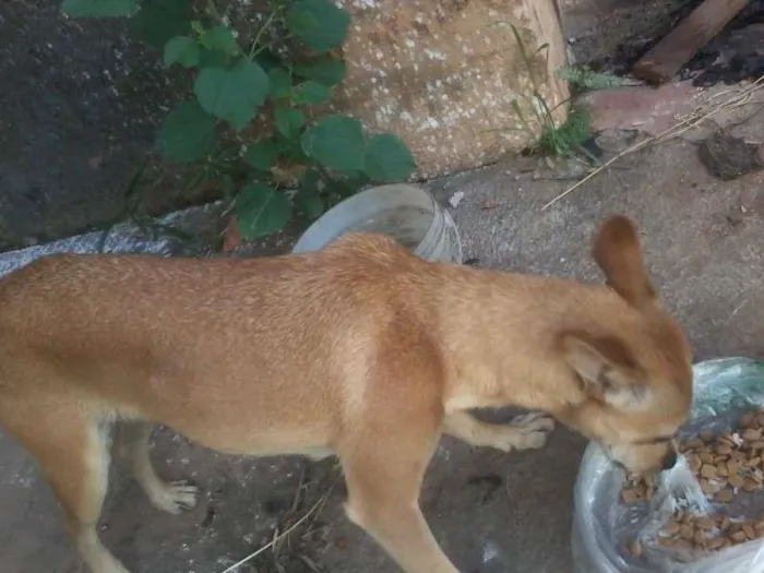 Cachorro raça vira lata idade  nome cokie
