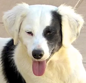 Cachorro ra a  idade 2 anos nome LUCKY