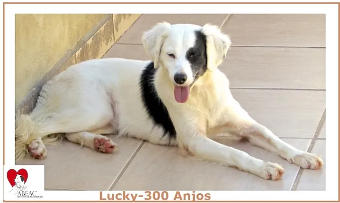 Cachorro ra a  idade 2 anos nome LUCKY