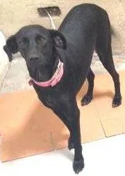 Cachorro ra a Indefinida idade 1 ano nome Cristal
