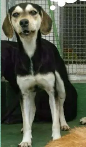 Cachorro ra a SRD idade 1 ano nome Marya