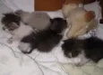 ADOÇÃO