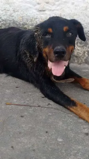 Cachorro raça Rottweiler idade 3 anos nome a princípio sem nome