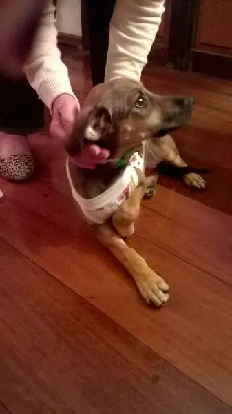Cachorro ra a srd idade 2 a 6 meses nome Martina