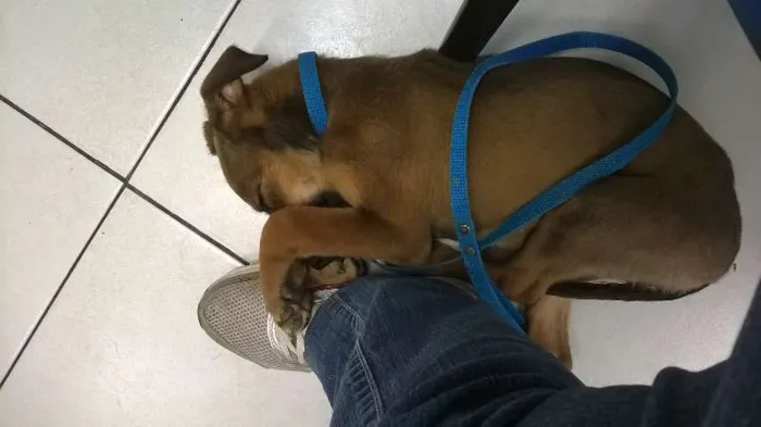Cachorro ra a srd idade 2 a 6 meses nome Martina