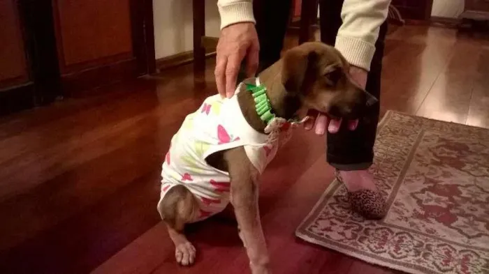 Cachorro ra a srd idade 2 a 6 meses nome Martina