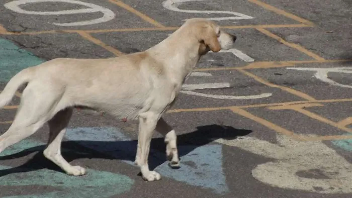 Cachorro raça  idade 2 anos nome Fofinha