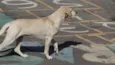 Fofinha