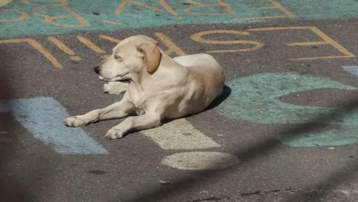 Cachorro raça  idade 2 anos nome Fofinha