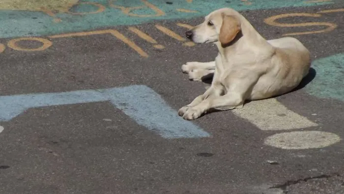 Cachorro raça  idade 2 anos nome Fofinha