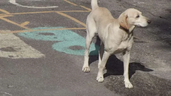 Cachorro raça  idade 2 anos nome Fofinha