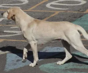 Cachorro raça  idade 2 anos nome Fofinha