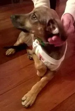 Cachorro ra a srd idade 2 a 6 meses nome Martina