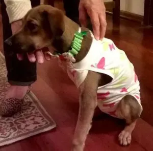 Cachorro raça srd idade 2 a 6 meses nome Martina