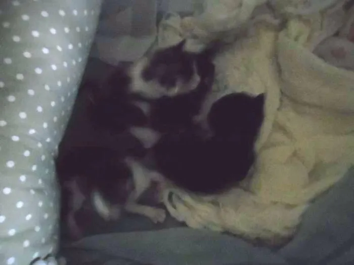 Gato ra a COMUM idade 2 a 6 meses nome SEM