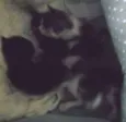 SEM