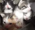 GATINHOS