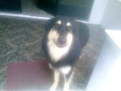 Cachorro ra a Pastor/Lessie idade  nome Luck