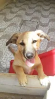 Totó