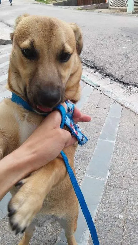 Cachorro ra a SRD idade  nome Totó