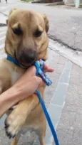 Totó