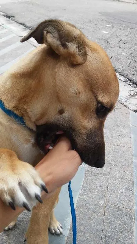 Cachorro ra a SRD idade  nome Totó