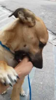 Totó