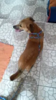 Totó