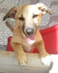 Totó