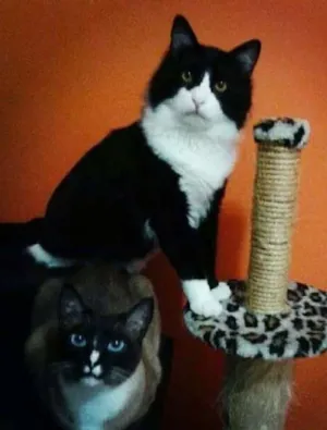 Gato raça Sem raça definida idade 2 anos nome José e Mel