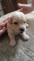 Lola