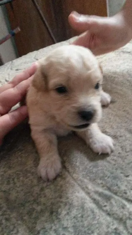 Cachorro ra a poodle/vira lata idade Abaixo de 2 meses nome Lola