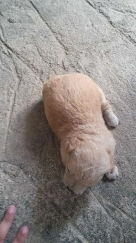 Cachorro ra a poodle/vira lata idade Abaixo de 2 meses nome Lola