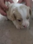 Lola