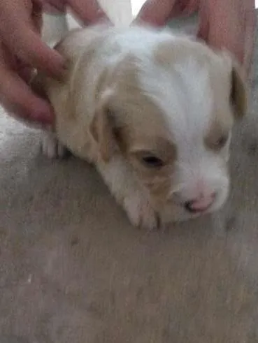 Cachorro ra a poodle/vira lata idade Abaixo de 2 meses nome Lola