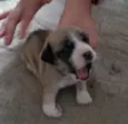 Lola