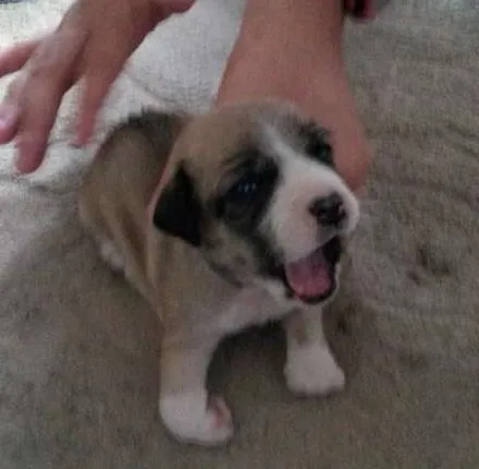 Cachorro ra a poodle/vira lata idade Abaixo de 2 meses nome Lola