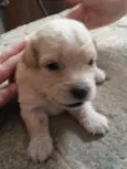 Lola