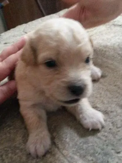 Cachorro ra a poodle/vira lata idade Abaixo de 2 meses nome Lola