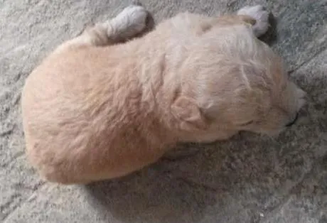 Cachorro ra a poodle/vira lata idade Abaixo de 2 meses nome Lola