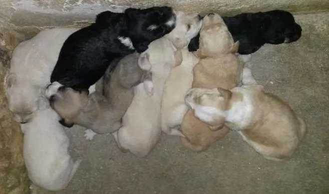 Cachorro ra a poodle/vira lata idade Abaixo de 2 meses nome Lola