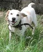Cachorro raça Labrador idade 6 ou mais anos nome Branquinho