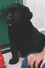 Cachorro raça vira-lata idade Abaixo de 2 meses nome Ralph