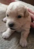 Lola