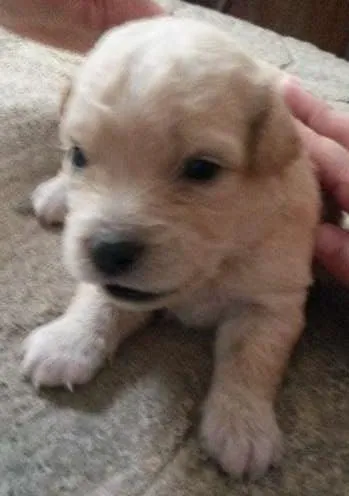 Cachorro ra a poodle/vira lata idade Abaixo de 2 meses nome Lola