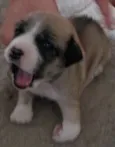 Lola