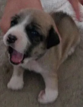 Cachorro raça poodle/vira lata idade Abaixo de 2 meses nome Lola